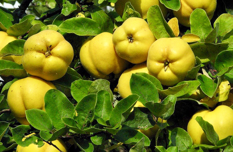 Quince (Bahi, Safarjal) | Tibb e Nabawi | Halal Products